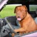 mastiff sitting in car