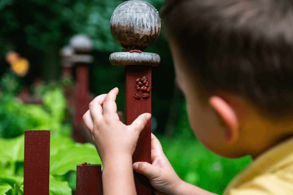 Boy out of focus curiously watching a group of beetle type lady bugs in focus on a red fence post.  