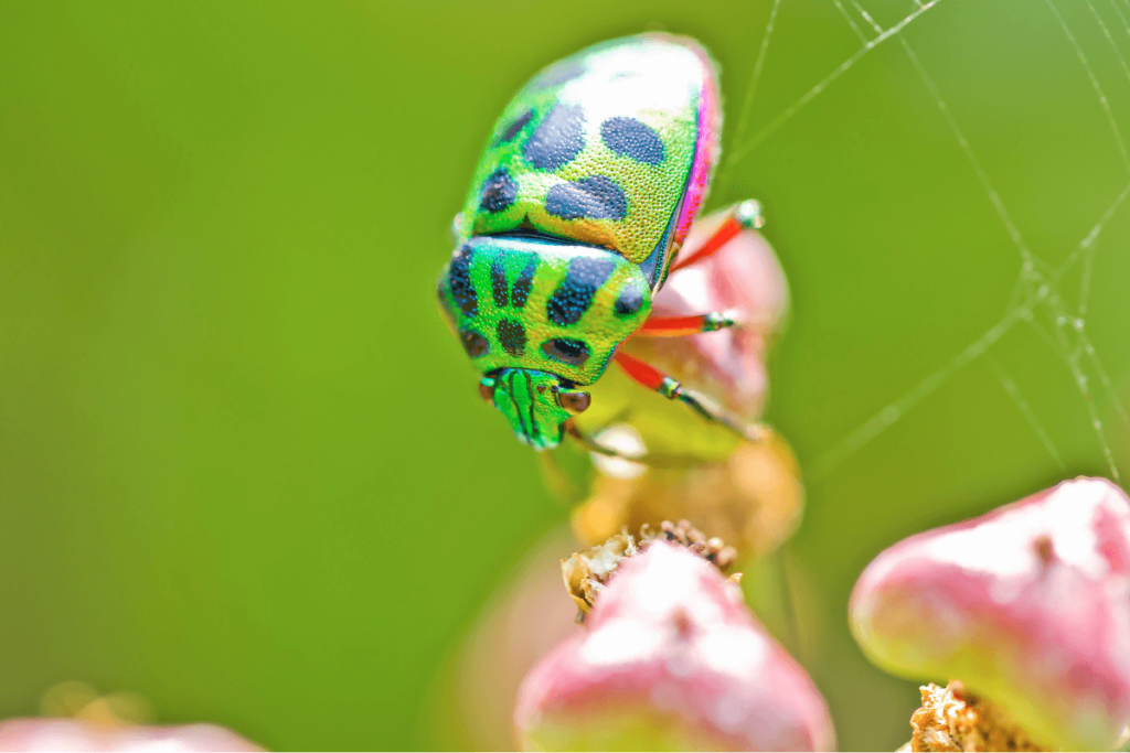 close up of green metallic beetle bug with black spots and red legs. Sitting on small mushroom like pants with green background 